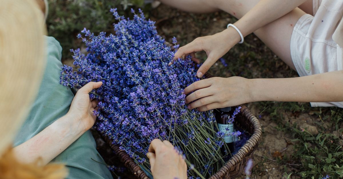 Stresi Bahçede Bırak: Aromaterapi Ot Bahçeni Adım Adım Planla