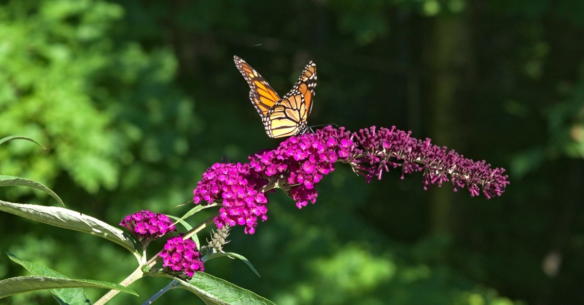 Kelebek Çalınızı Tazelemenin Zamanı: Buddleja davidii’de İkinci Çiçeklenme Sonrası Ustaca Budama İpuçları